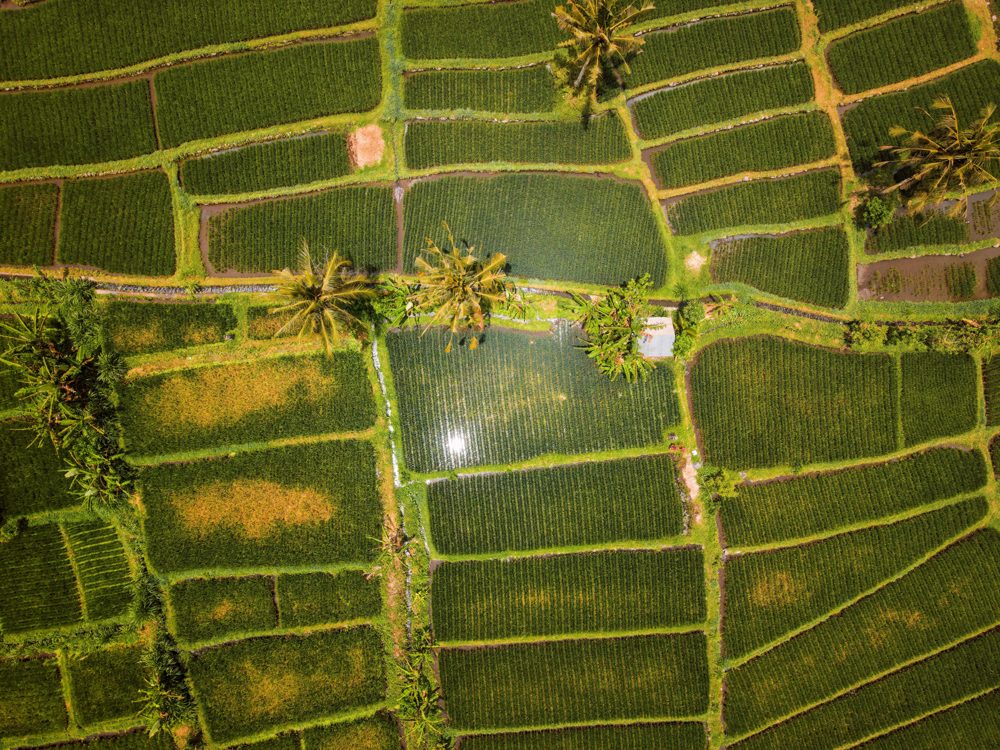 Aerial view of Bali rice terraces